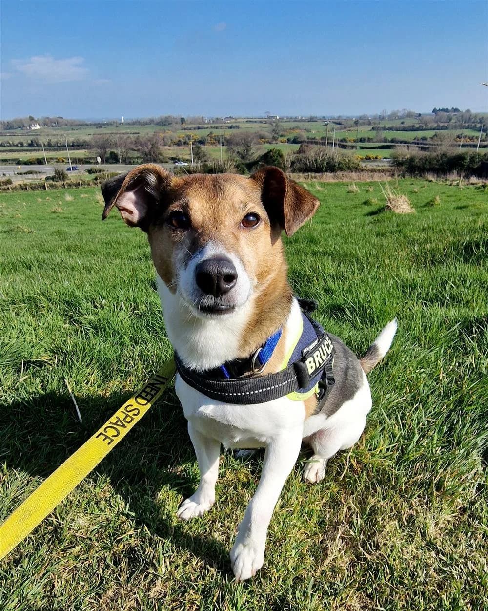 Bruce, male Mixed Breed for adoption at Assisi Animal Sanctuary, Newtownabbey