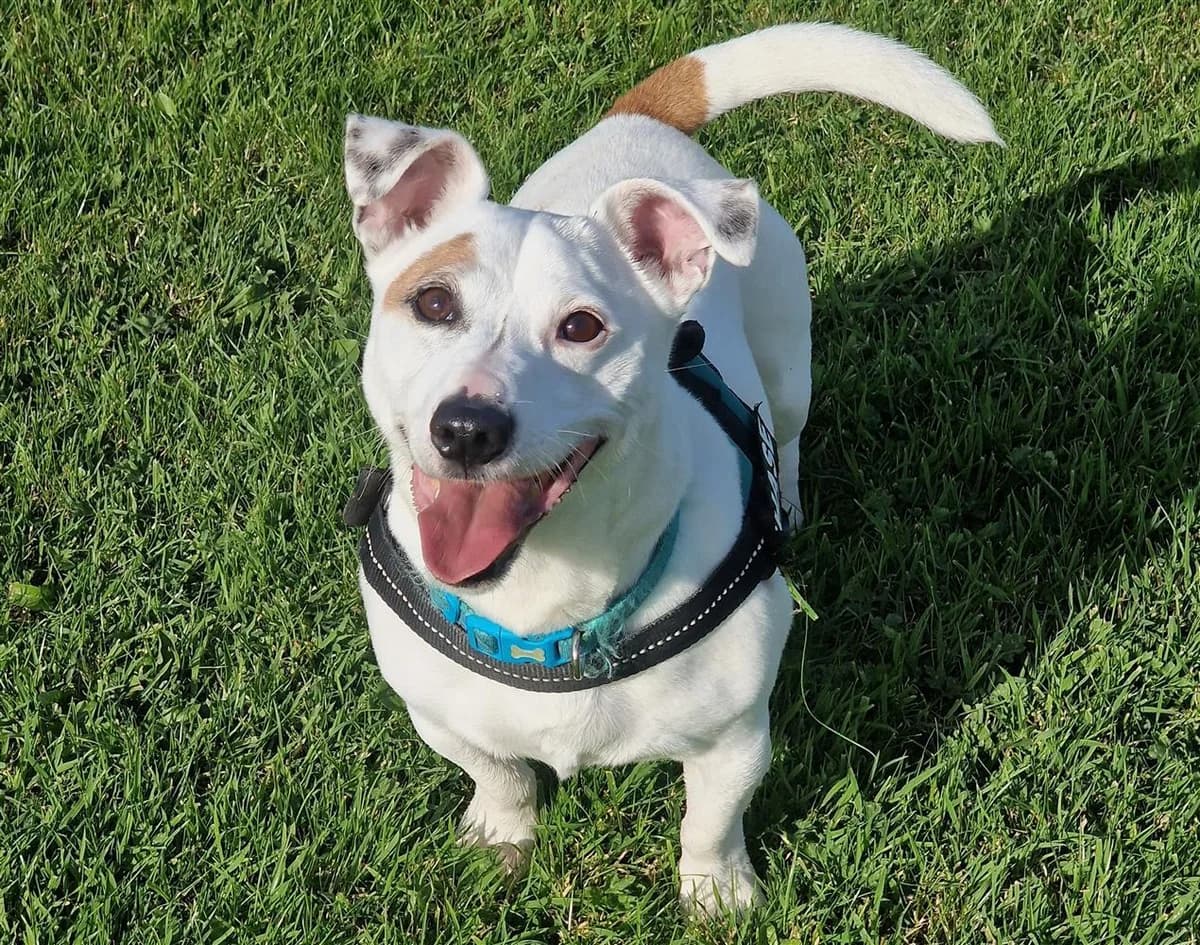 Chase,  senior Mixed Breed for adoption at Assisi Animal Sanctuary