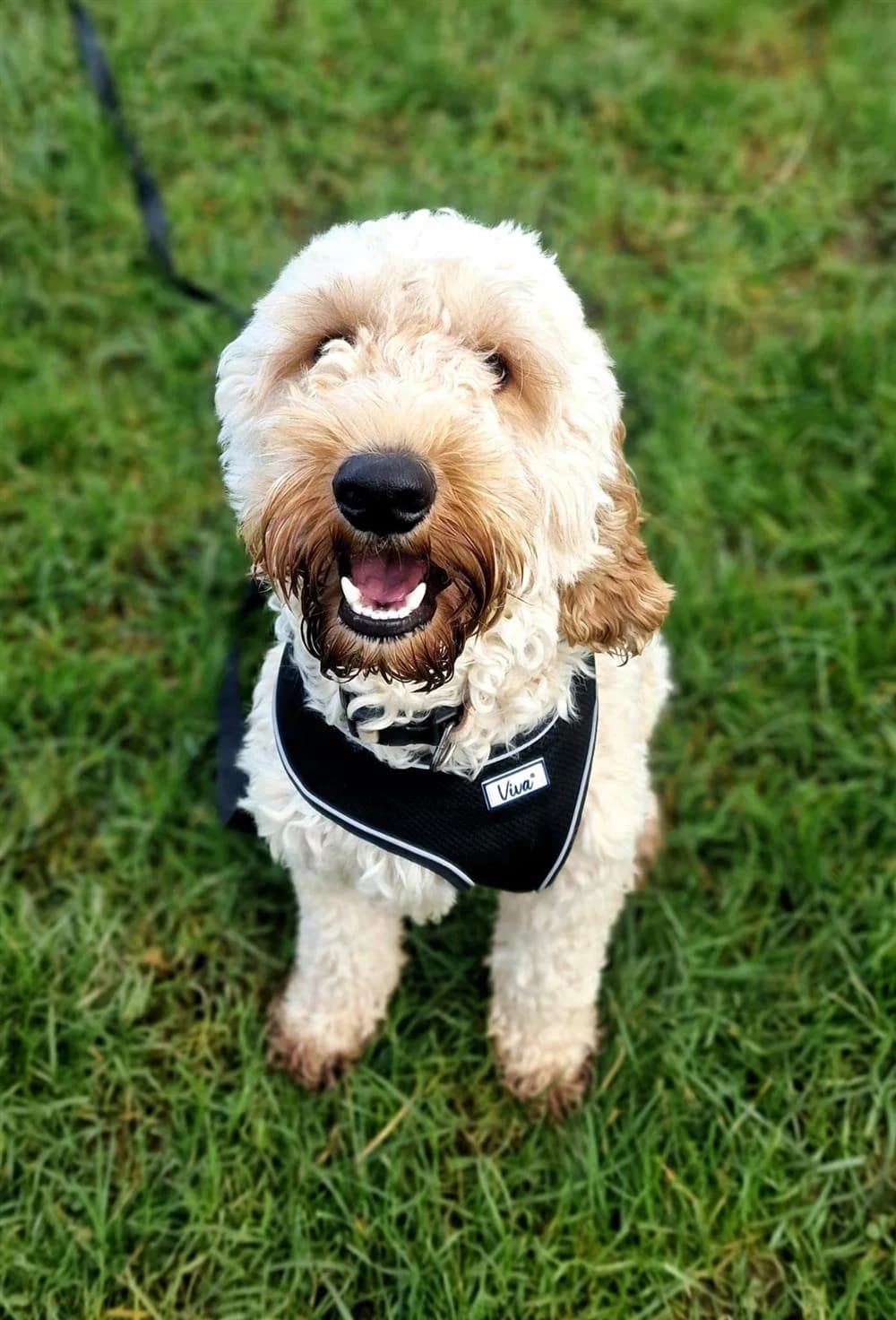 Cooper, male Mixed Breed for adoption at Assisi Animal Sanctuary, Newtownabbey