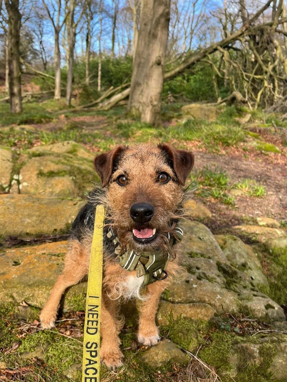 Eddie, male Mixed Breed for adoption at Assisi Animal Sanctuary, Newtownabbey