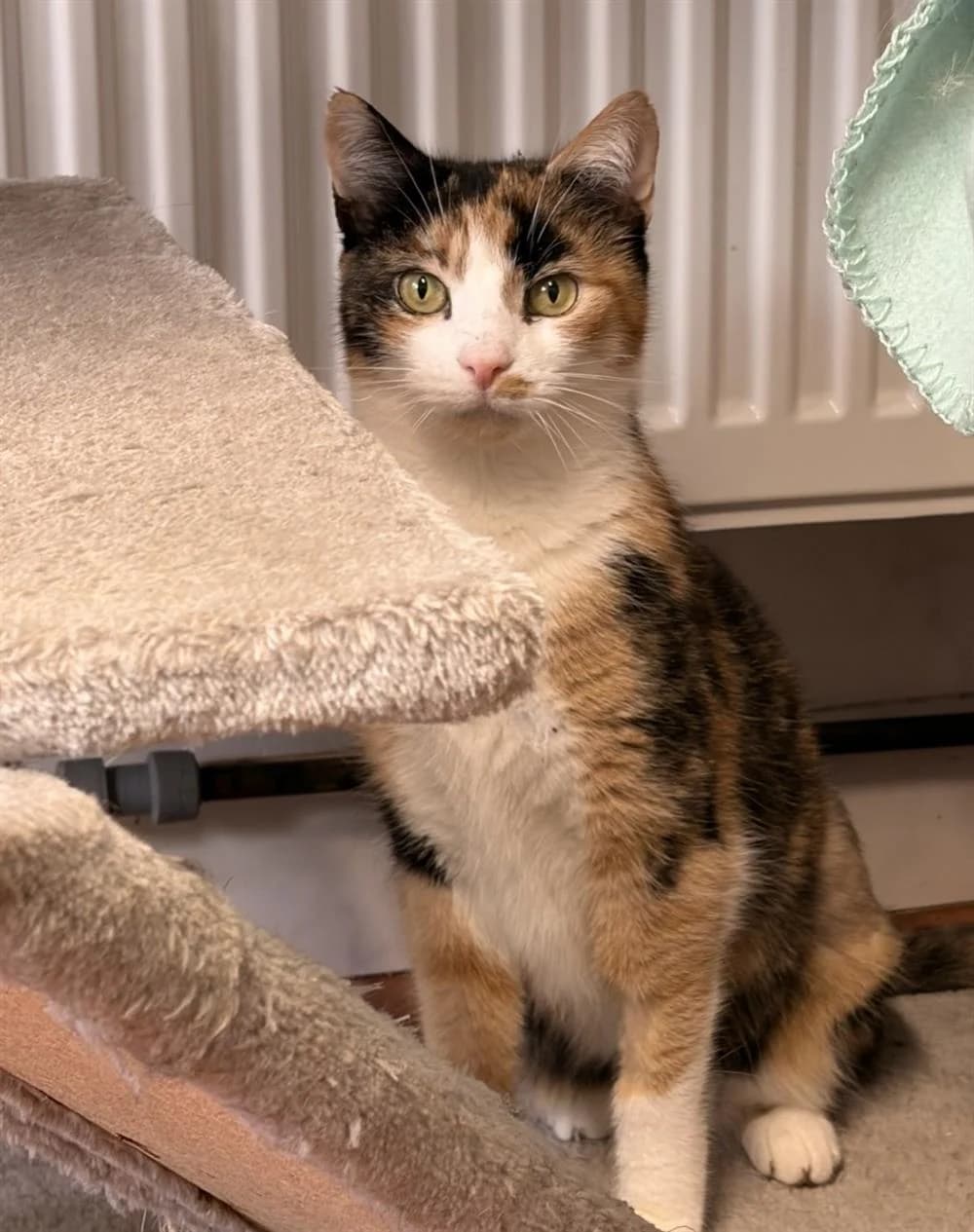 Gaia, female Mixed Breed for adoption at Assisi Animal Sanctuary, Newtownabbey