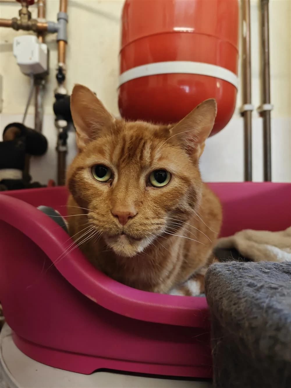 Hades, male Mixed Breed for adoption at Assisi Animal Sanctuary, Newtownabbey