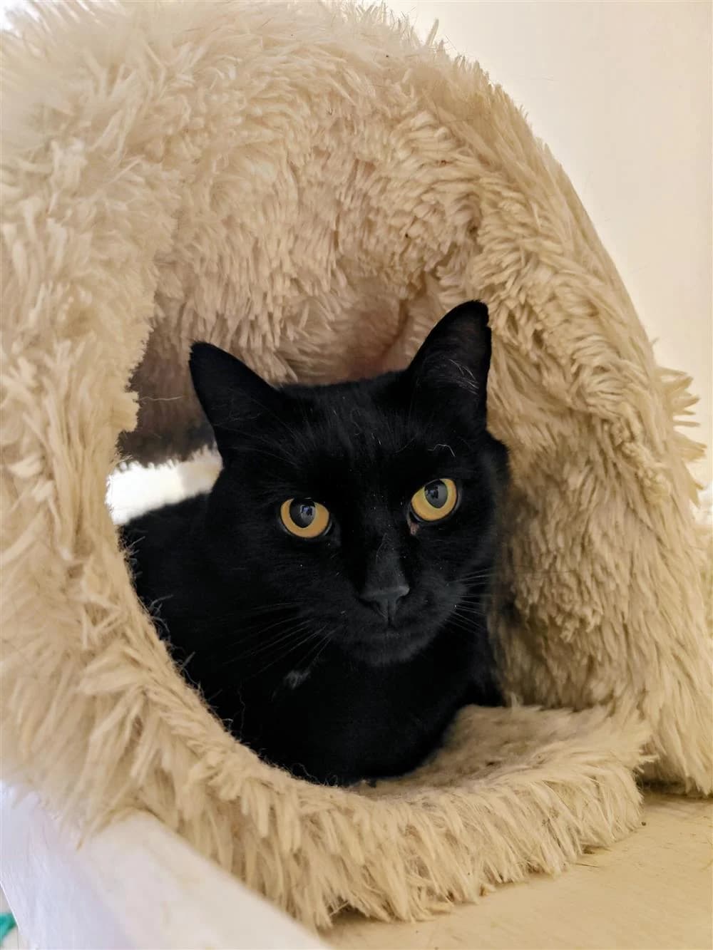 Hecate, female Mixed Breed for adoption at Assisi Animal Sanctuary, Newtownabbey