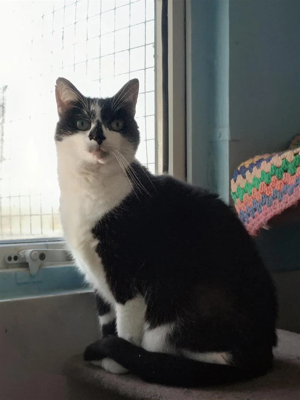 Iris, female Mixed Breed for adoption at Assisi Animal Sanctuary, Newtownabbey