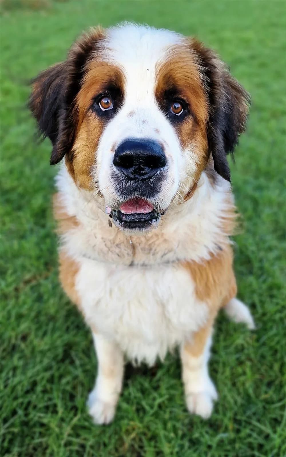 Marley, male Mixed Breed for adoption at Assisi Animal Sanctuary, Newtownabbey