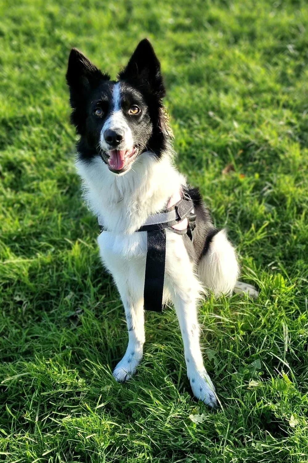 Mollie, female Mixed Breed for adoption at Assisi Animal Sanctuary, Newtownabbey