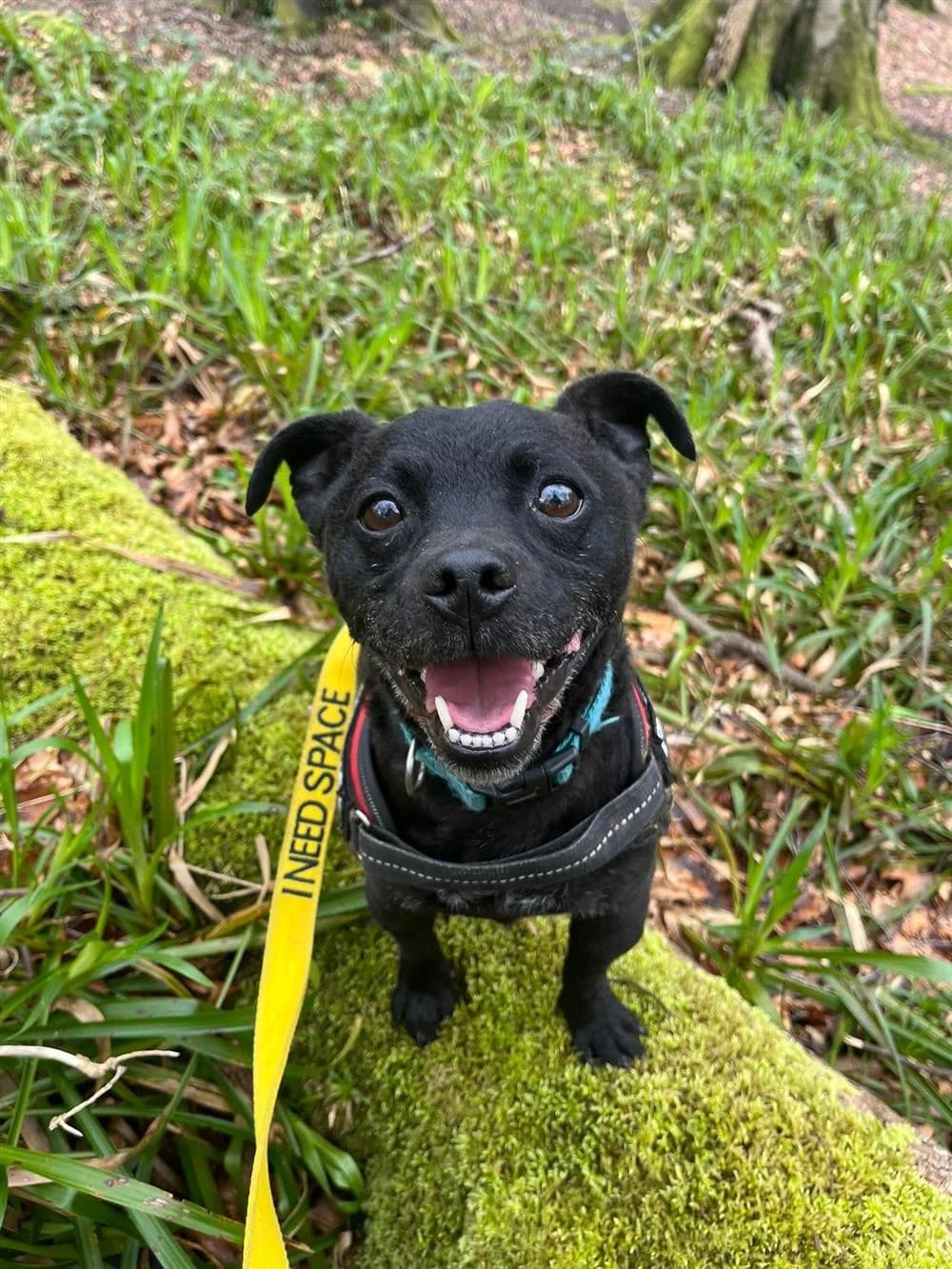 Pablo, male Mixed Breed for adoption at Assisi Animal Sanctuary, Newtownabbey