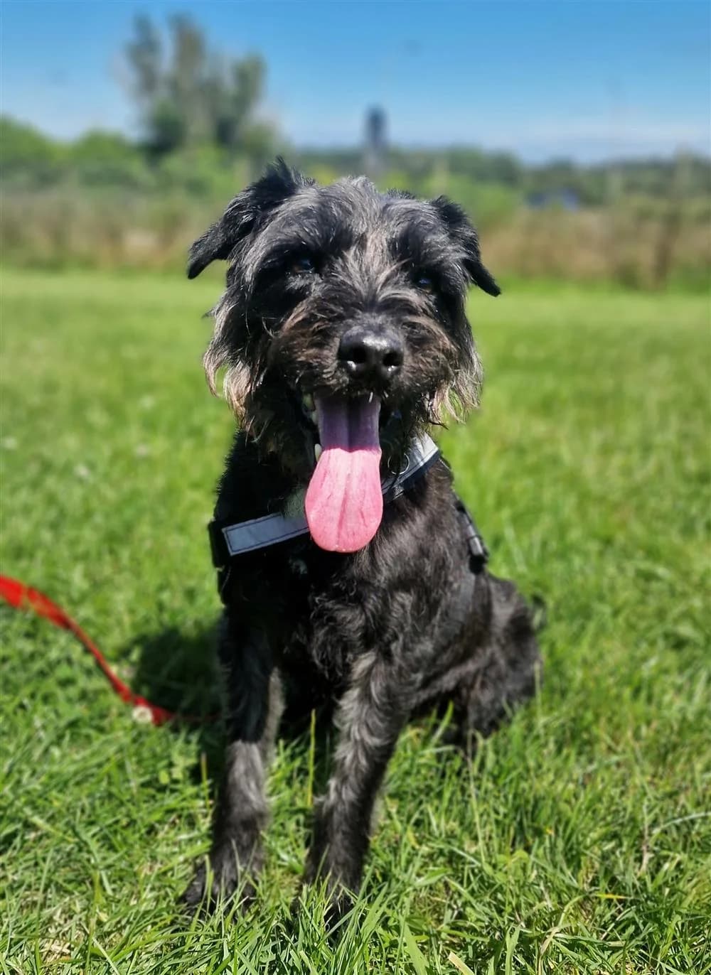 Poppy, female Mixed Breed for adoption at Assisi Animal Sanctuary, Newtownabbey