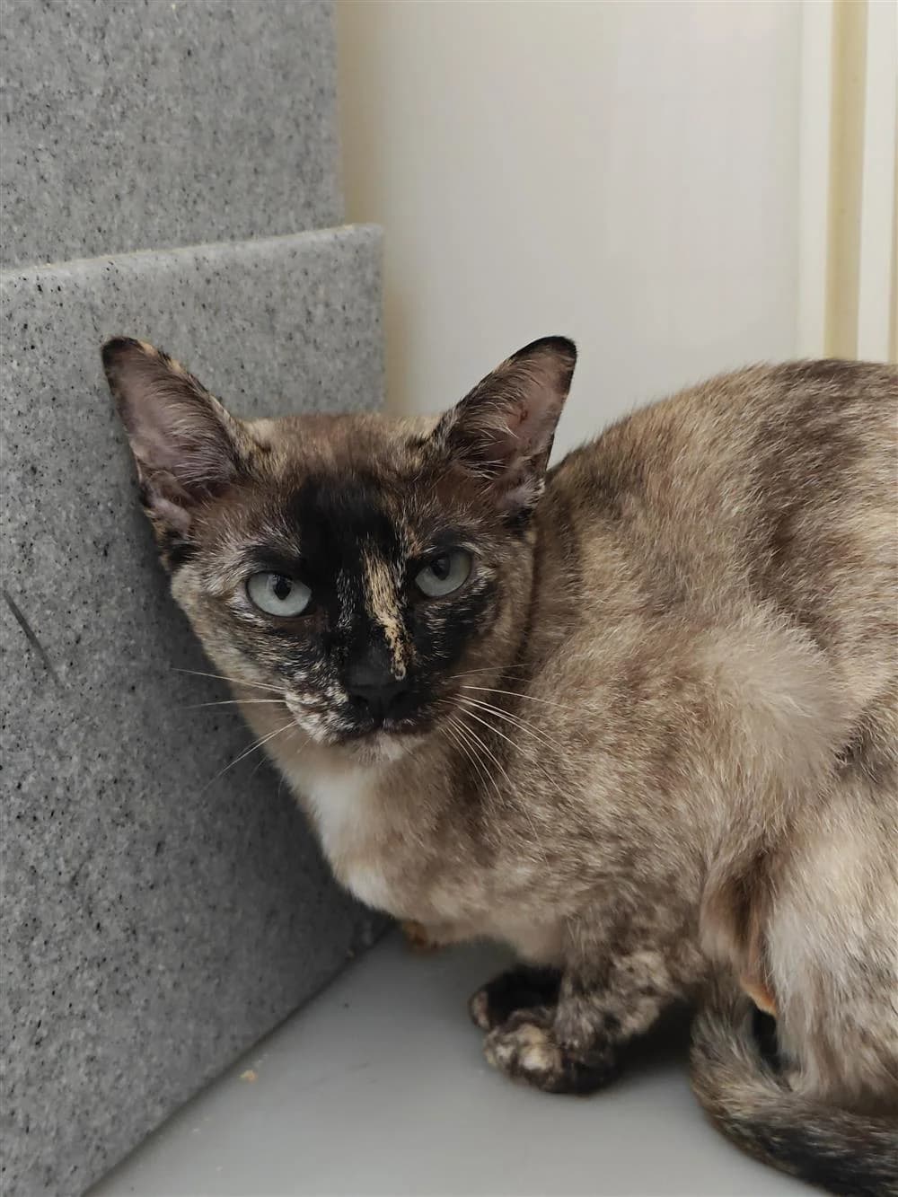 Sakura, female Mixed Breed for adoption at Assisi Animal Sanctuary, Newtownabbey