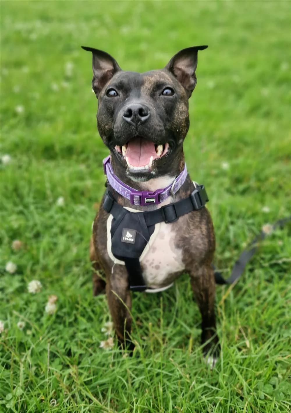 Storm, female Mixed Breed for adoption at Assisi Animal Sanctuary, Newtownabbey