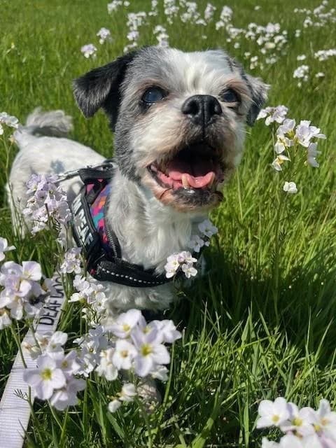 Tana, female Mixed Breed for adoption at Assisi Animal Sanctuary, Newtownabbey