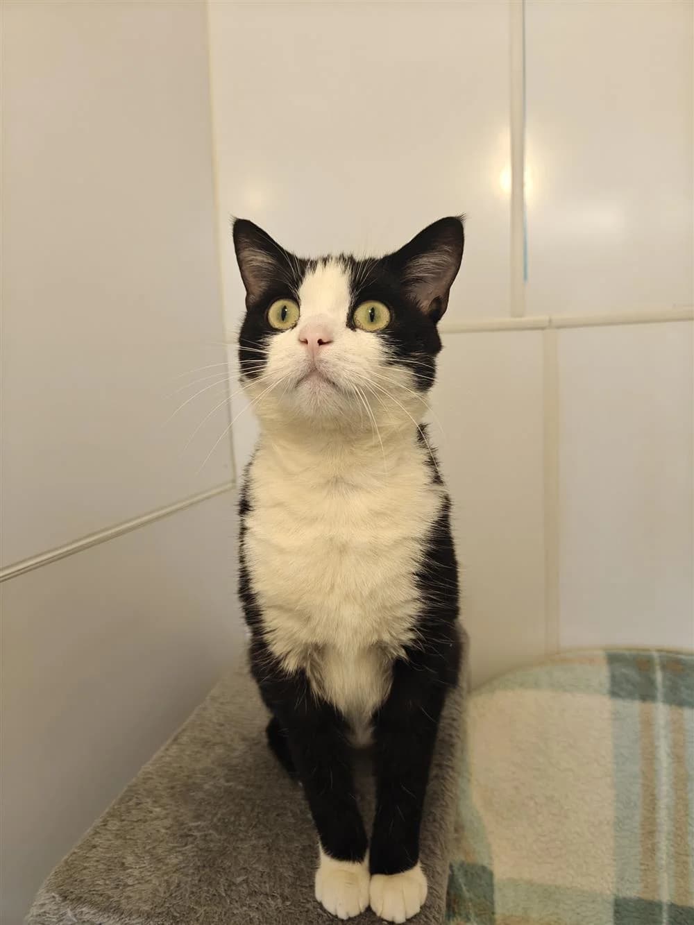 Tikki, female Mixed Breed for adoption at Assisi Animal Sanctuary, Newtownabbey