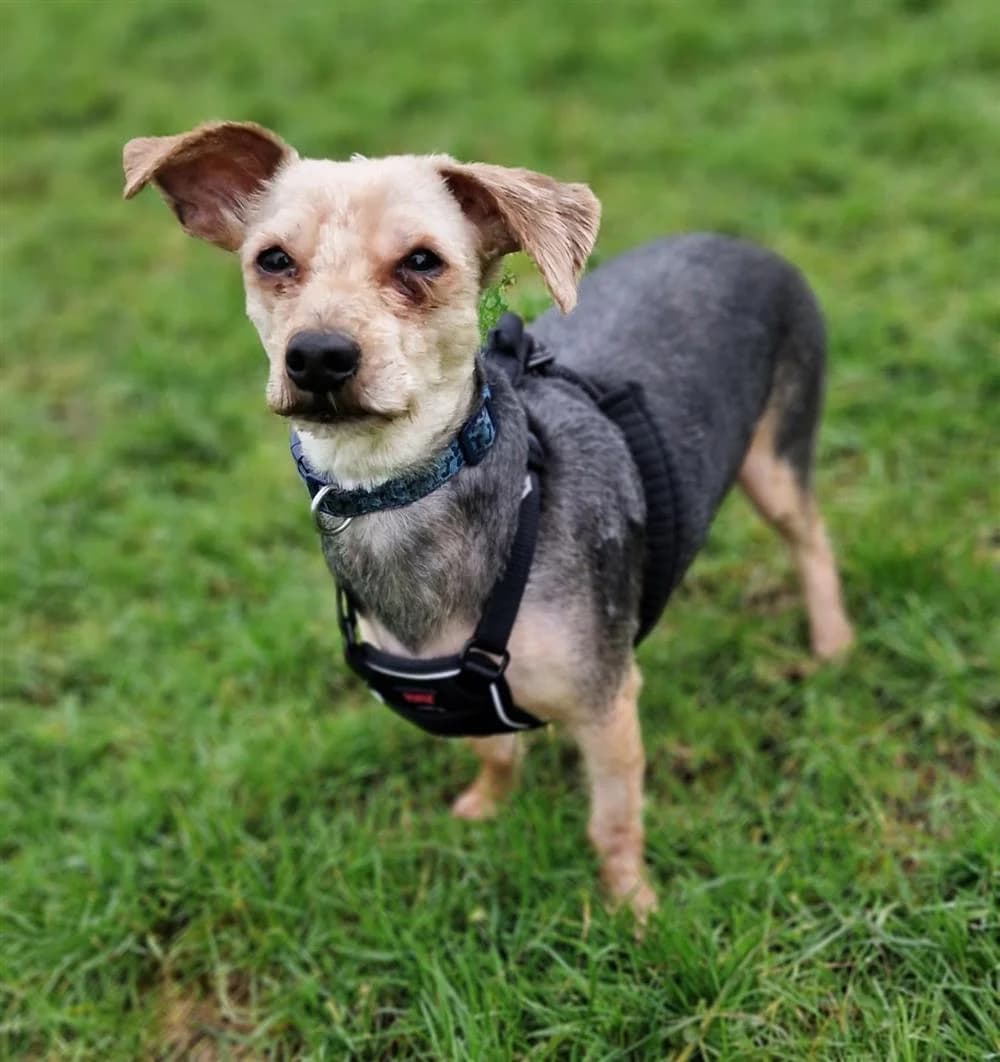 Walter, male Mixed Breed for adoption at Assisi Animal Sanctuary, Newtownabbey