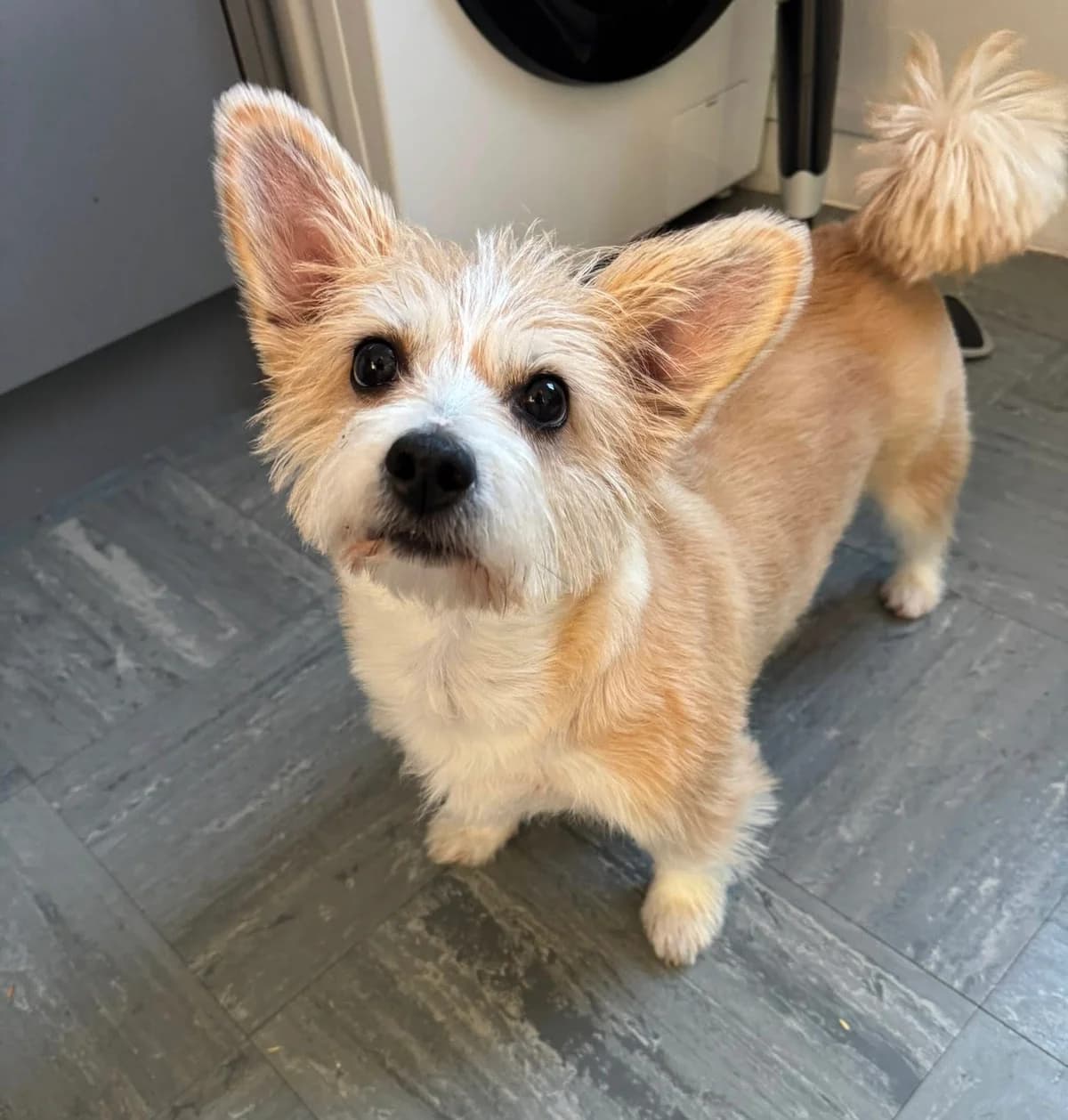 Dolly, female mixed breed for adoption at Auras Dogs UK