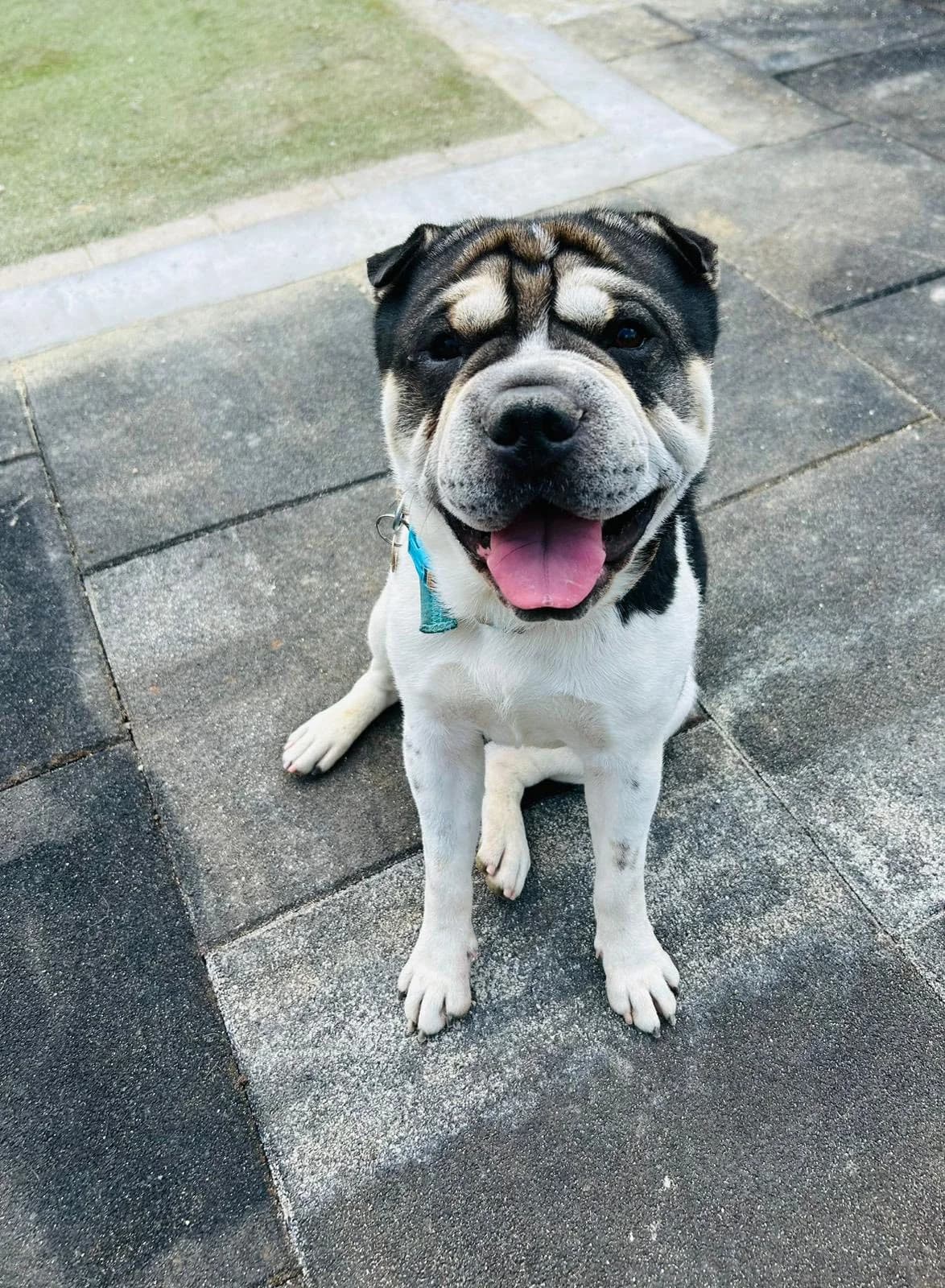 Russell, male 3yo mixed breed for adoption at Auras Dogs UK