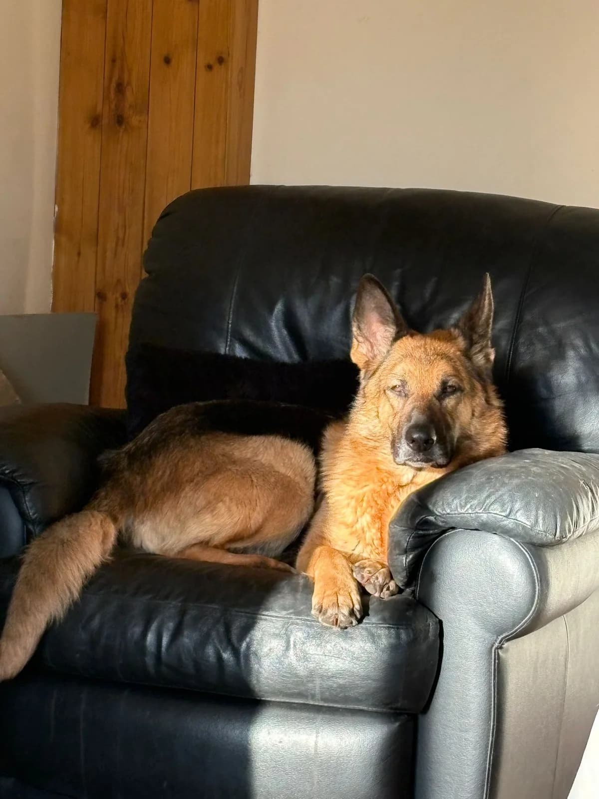 Hope, female mixed breed for adoption at Auras Dogs UK