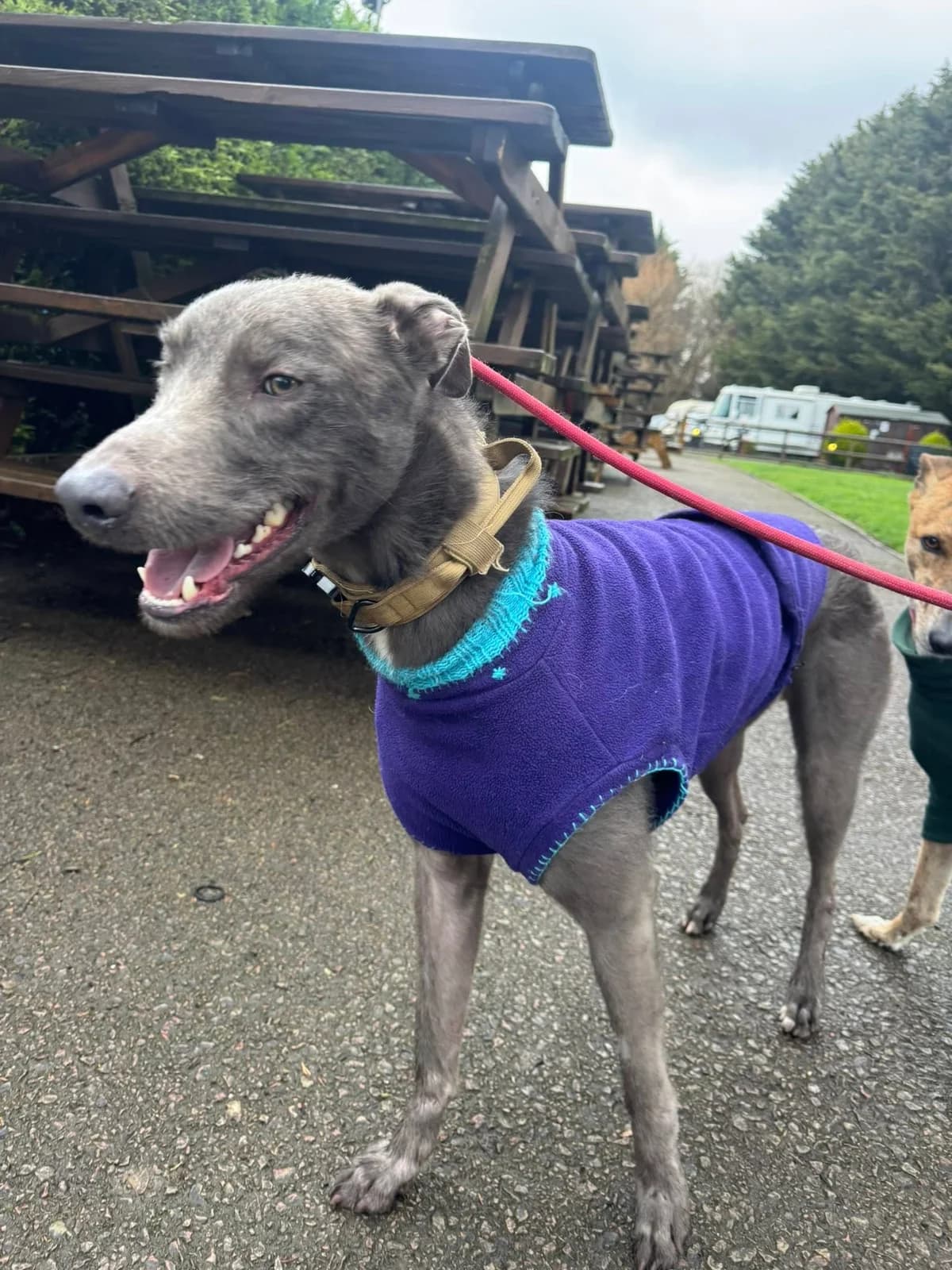 Blue, male mixed breed for adoption at Auras Dogs UK