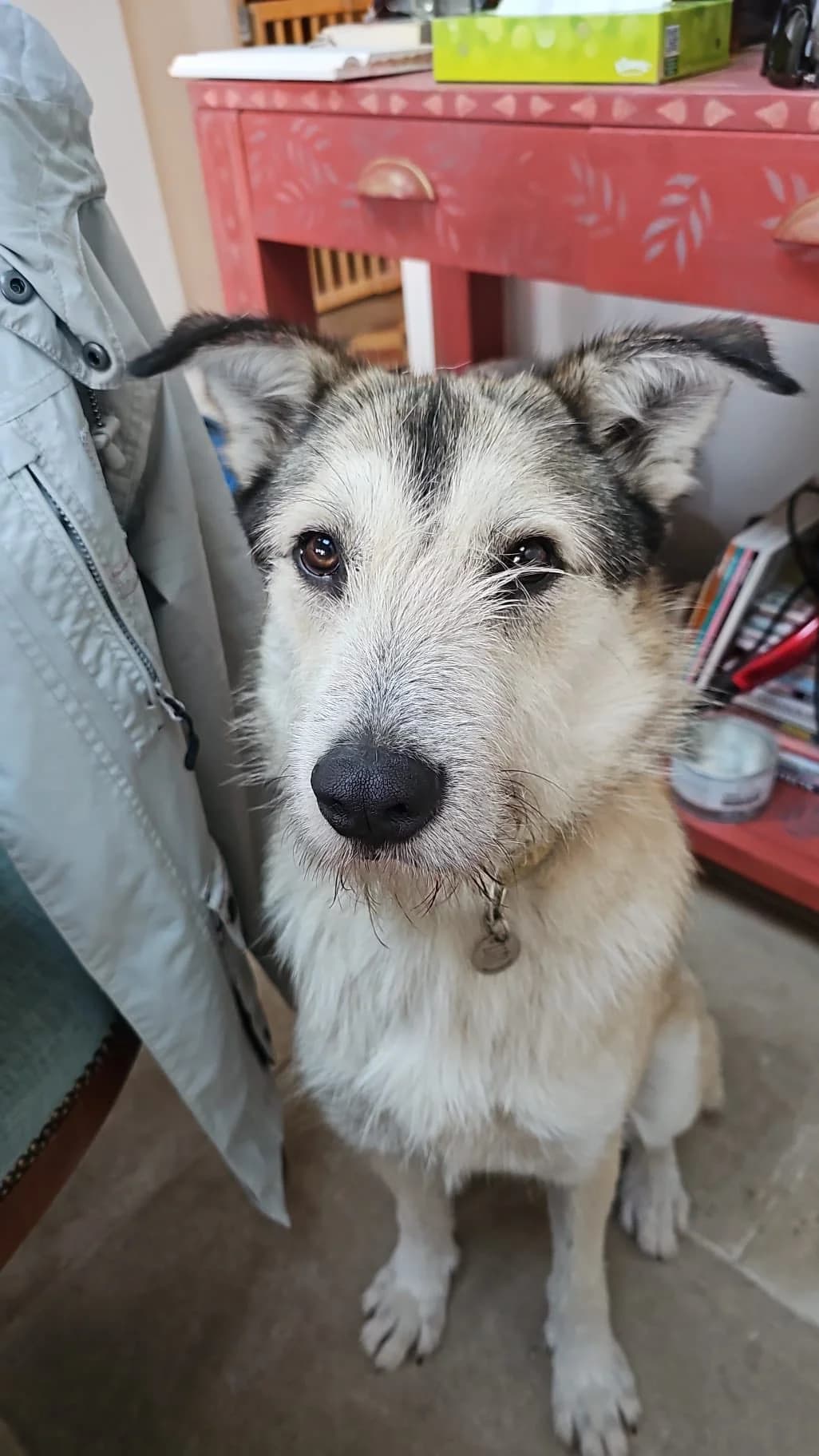 Emil, male puppy mixed breed for adoption at Auras Dogs UK