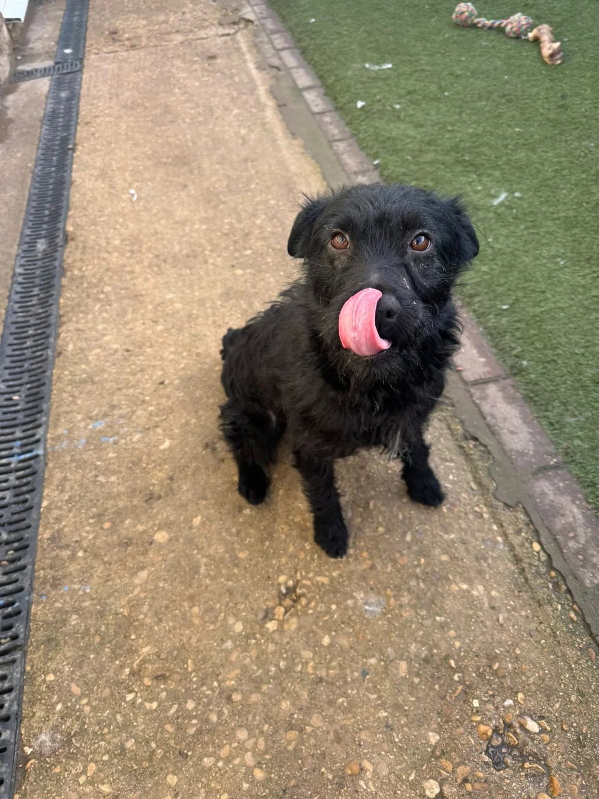 Phillip – Patterdale, male puppy mixed breed for adoption at Auras Dogs UK