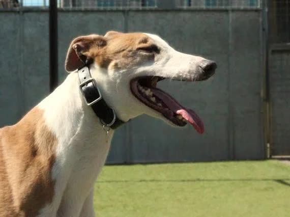Roy 😍 ex racing GreyhoundRoy, male senior Greyhound for adoption at Auras Dogs UK
