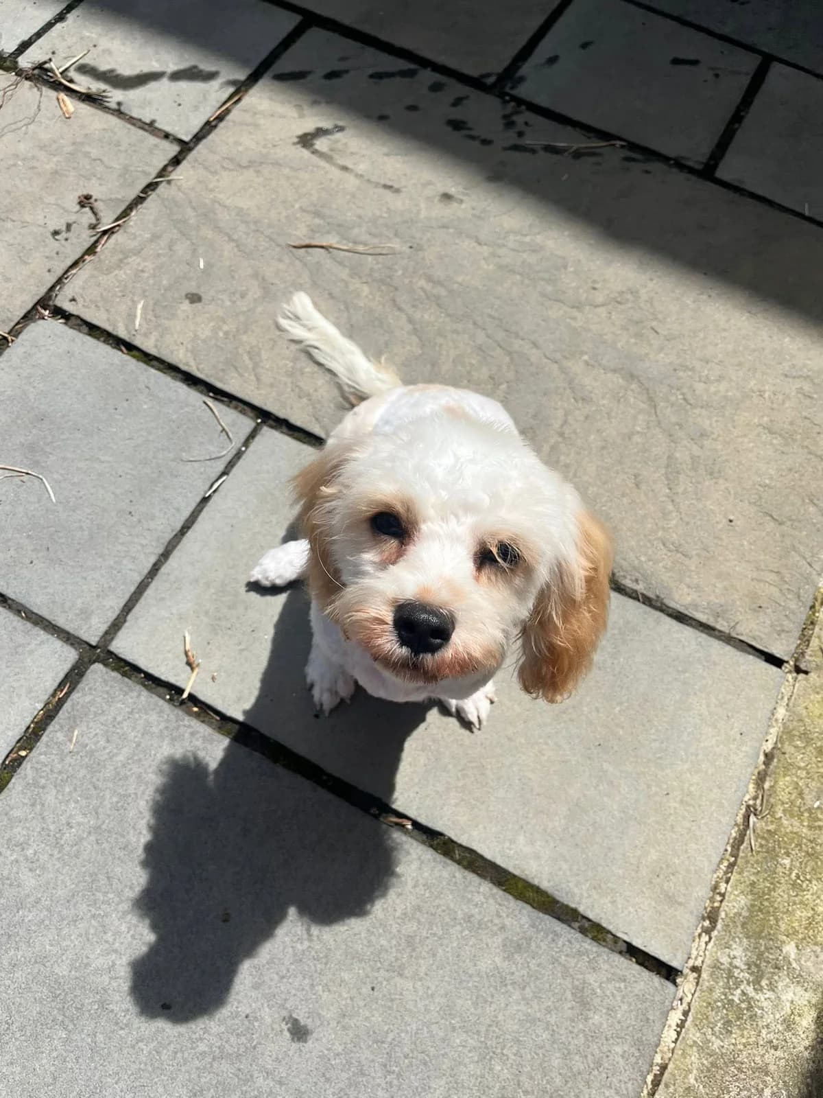 James, male puppy Mixed Breed for adoption at Auras Dogs UK