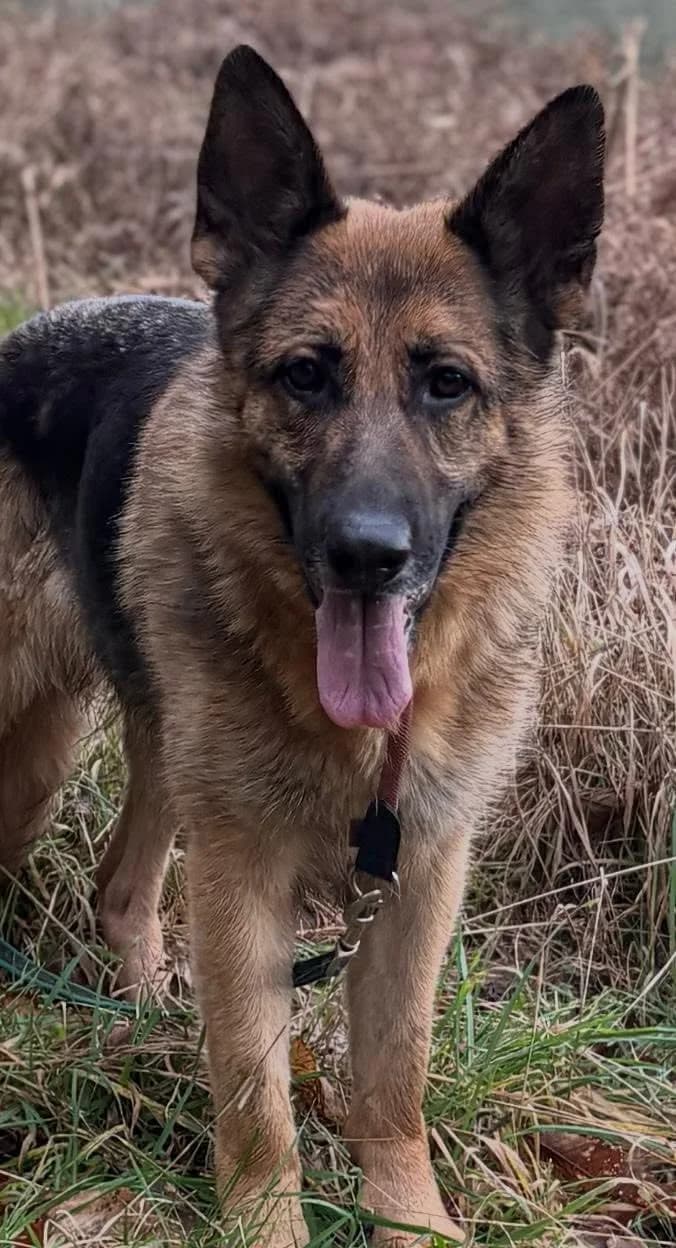 Hope, female mixed breed for adoption at Auras Dogs UK