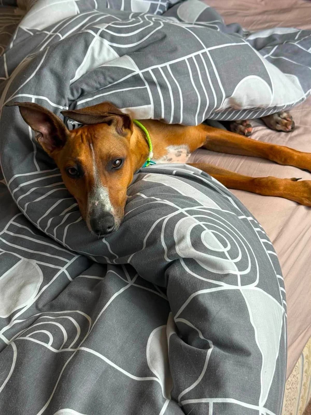 Mara 😍 Italian greyhound X, female Mixed Breed for adoption at Auras Dogs UK