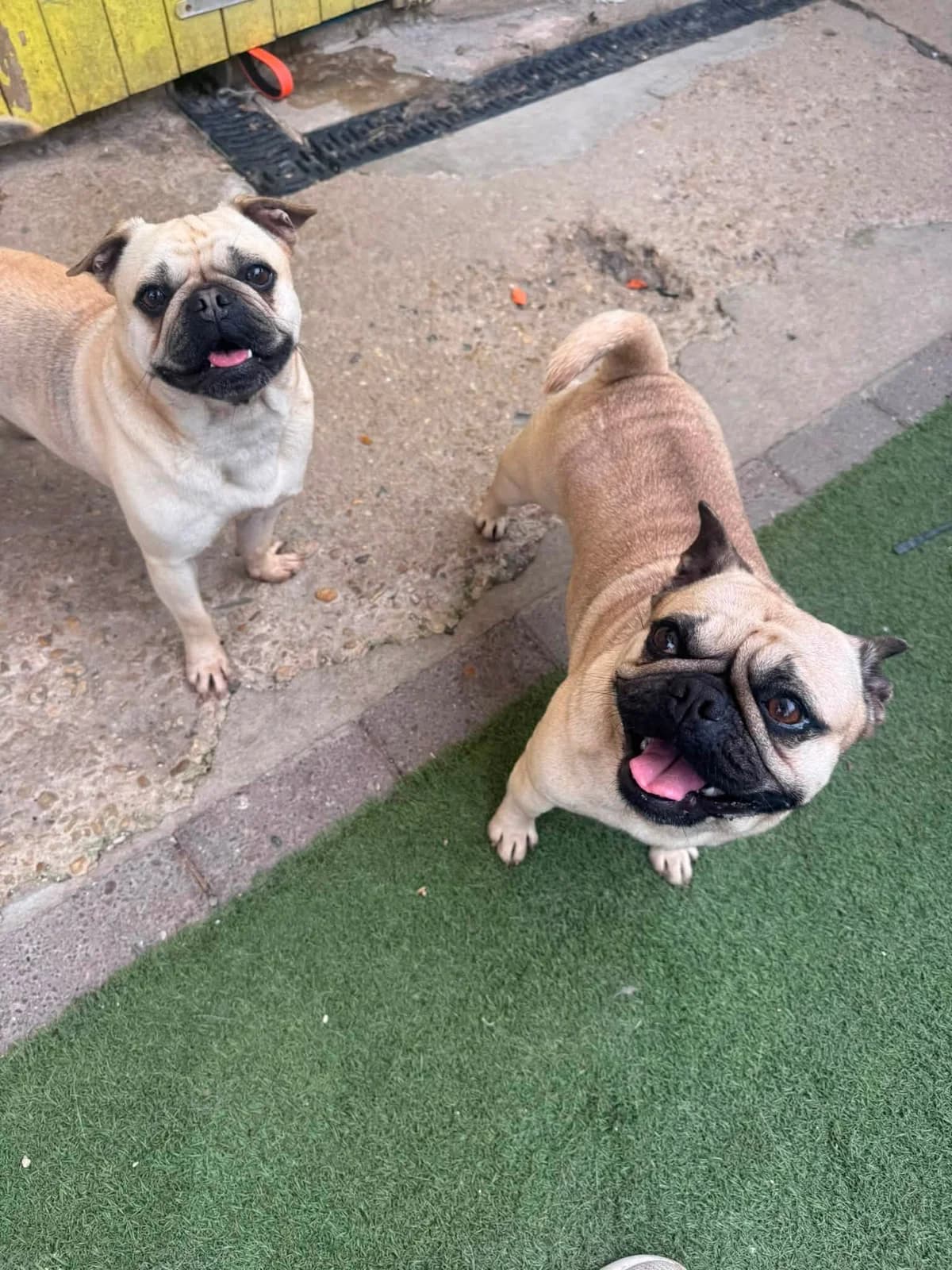 Toni and Erin, pug sisters ❤️, female mixed breed for adoption at Auras Dogs UK