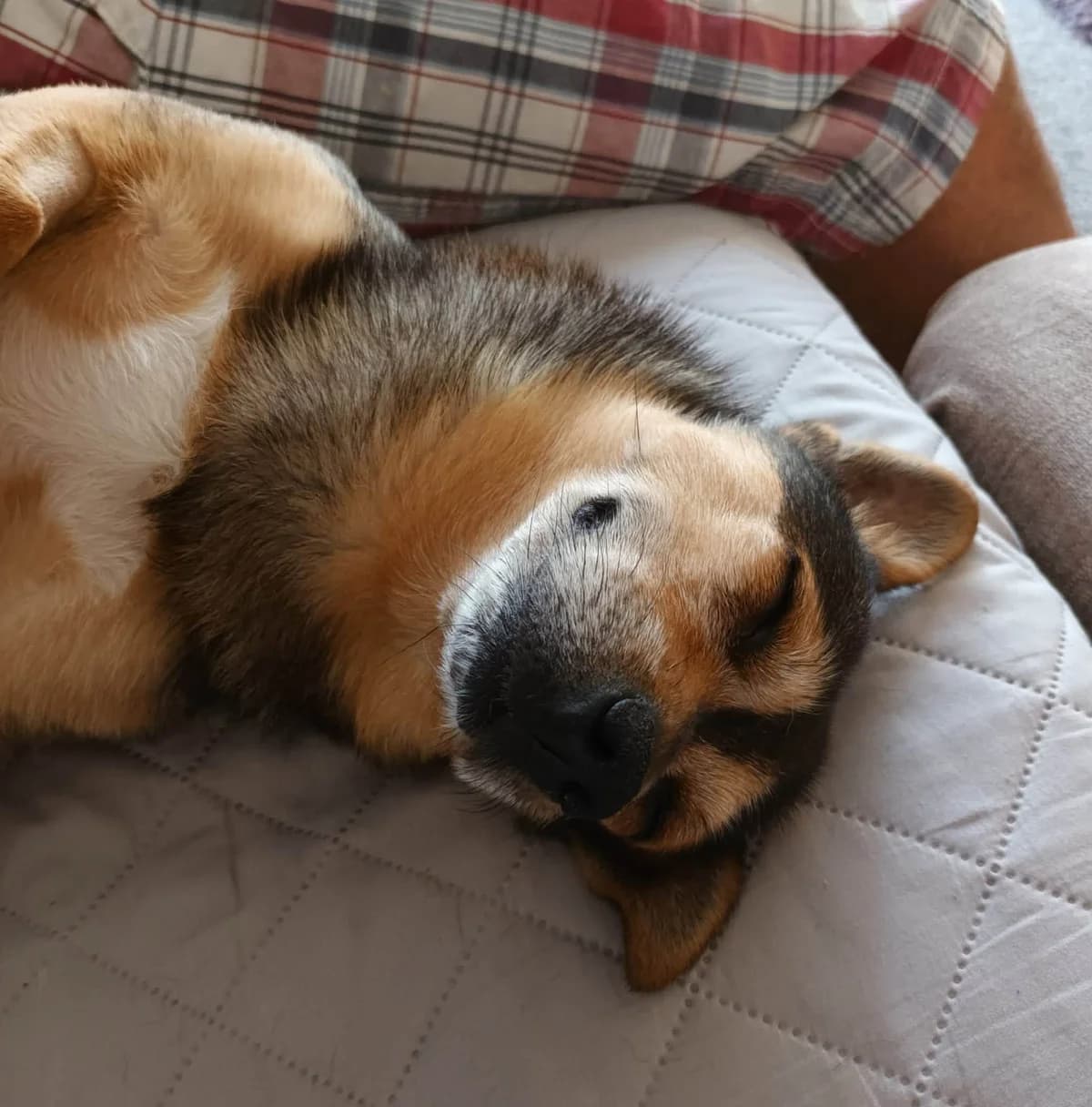 Jack ❤️, male Chihuahua for adoption at Auras Dogs UK
