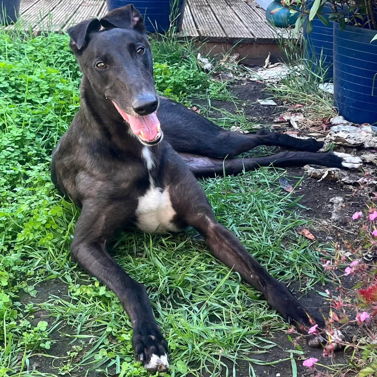 Buzz 🐝, male Greyhound for adoption at Auras Dogs UK