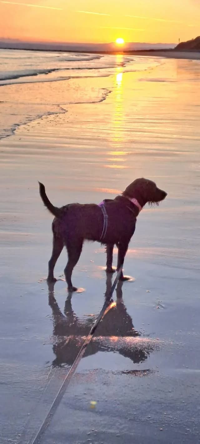 Roxy 🥰, female Labrador Retriever for adoption at Auras Dogs UK