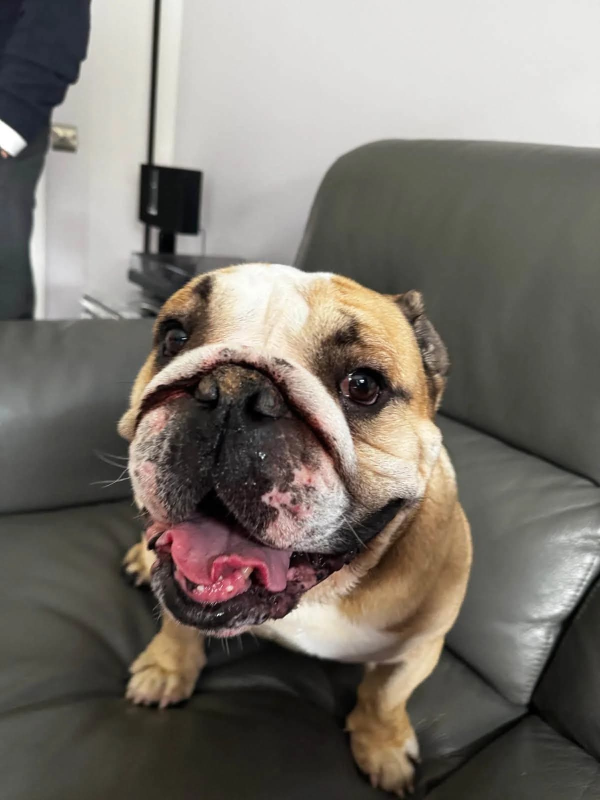 Chase 🥰, male English Bulldog for adoption at Auras Dogs UK