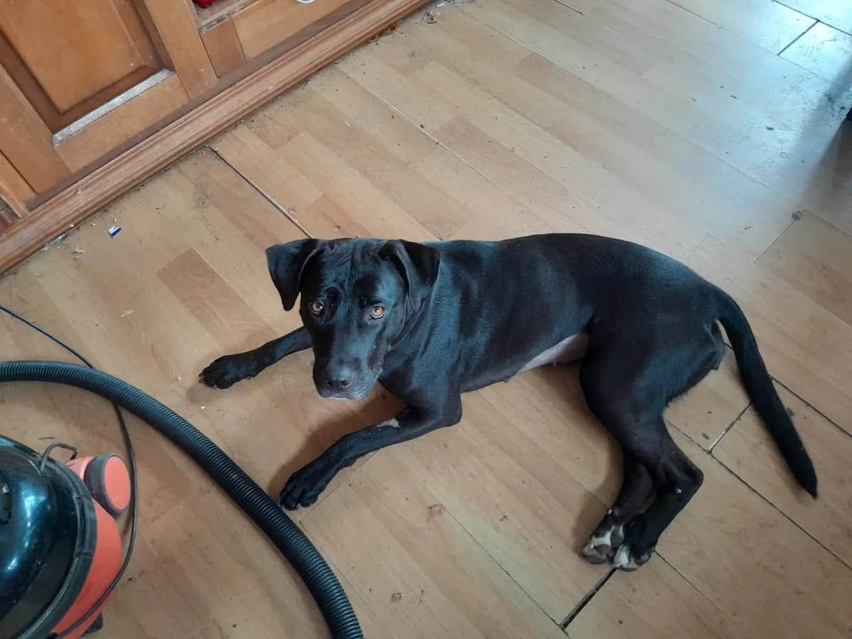 Sal ❤️, female mixed breed for adoption at Auras Dogs UK