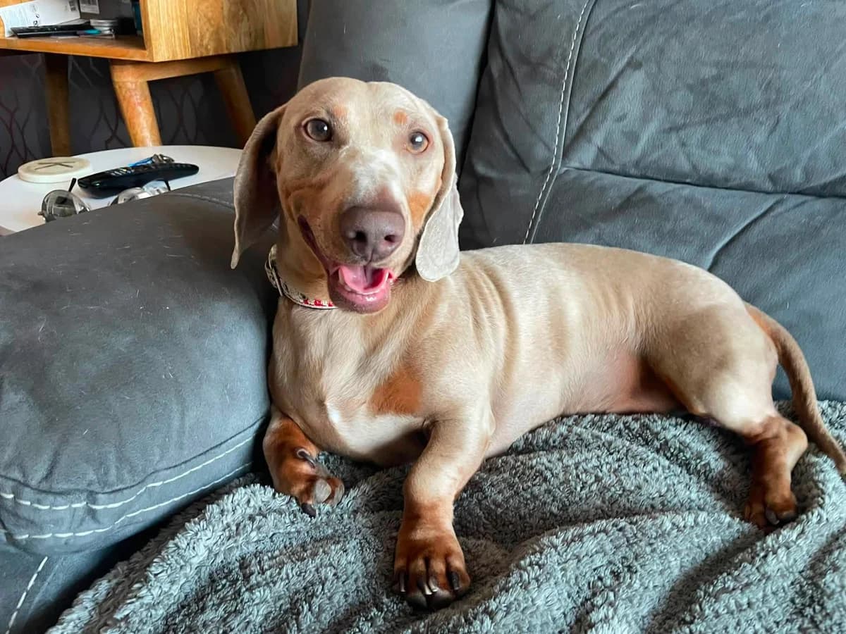 Blu Daxi ❤️, male mixed breed for adoption at Auras Dogs UK