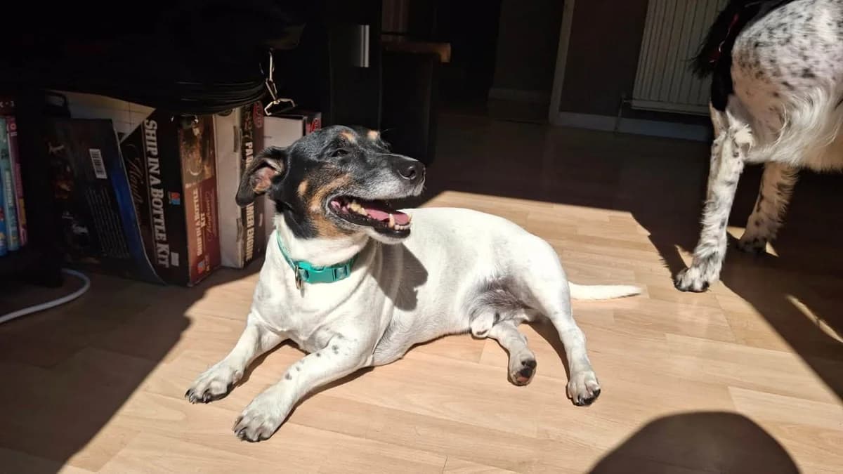 Patch ❤️, male 7yo mixed breed for adoption at Auras Dogs UK
