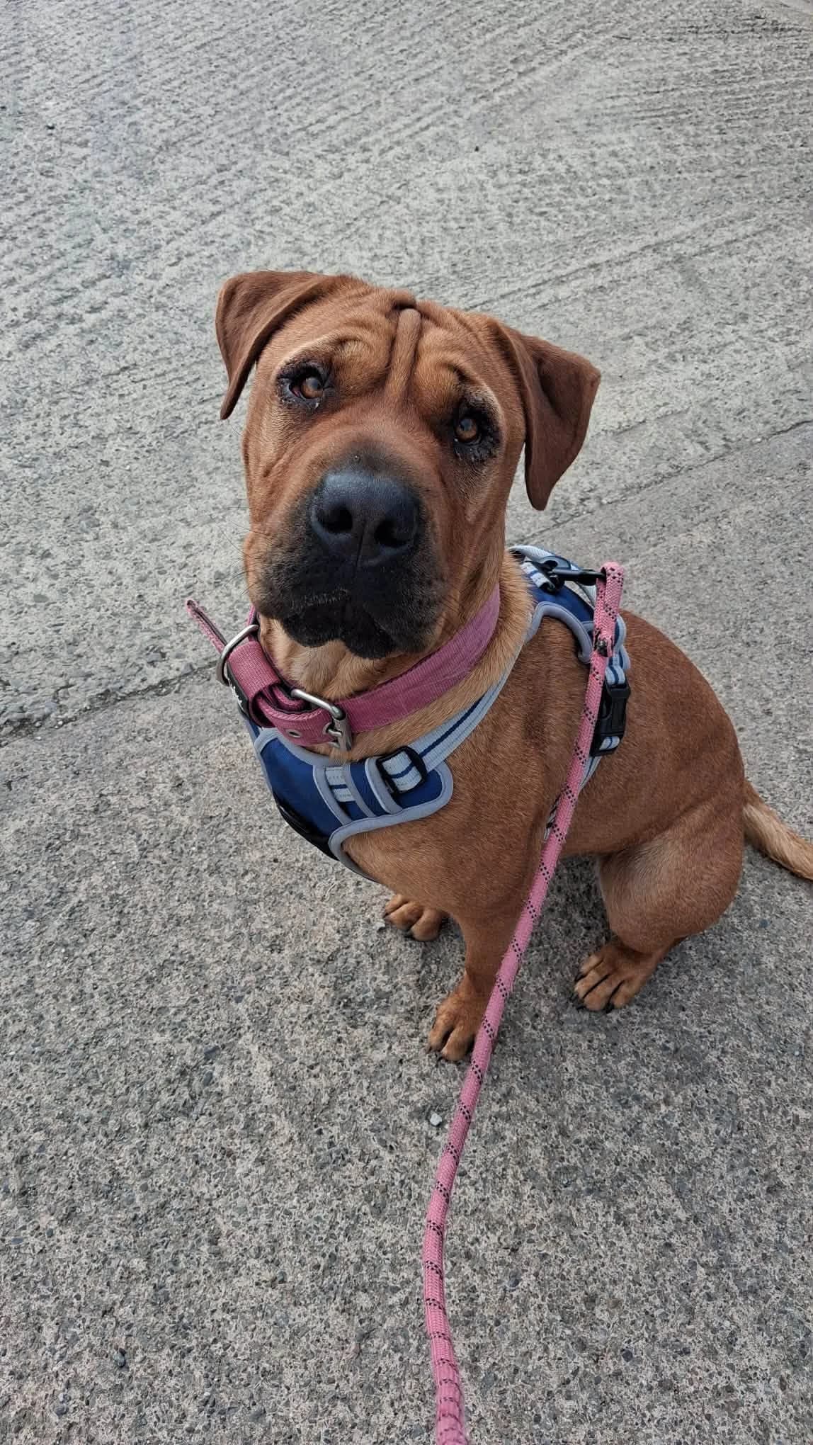Ruby, female Mixed Breed for adoption at Auras Dogs UK