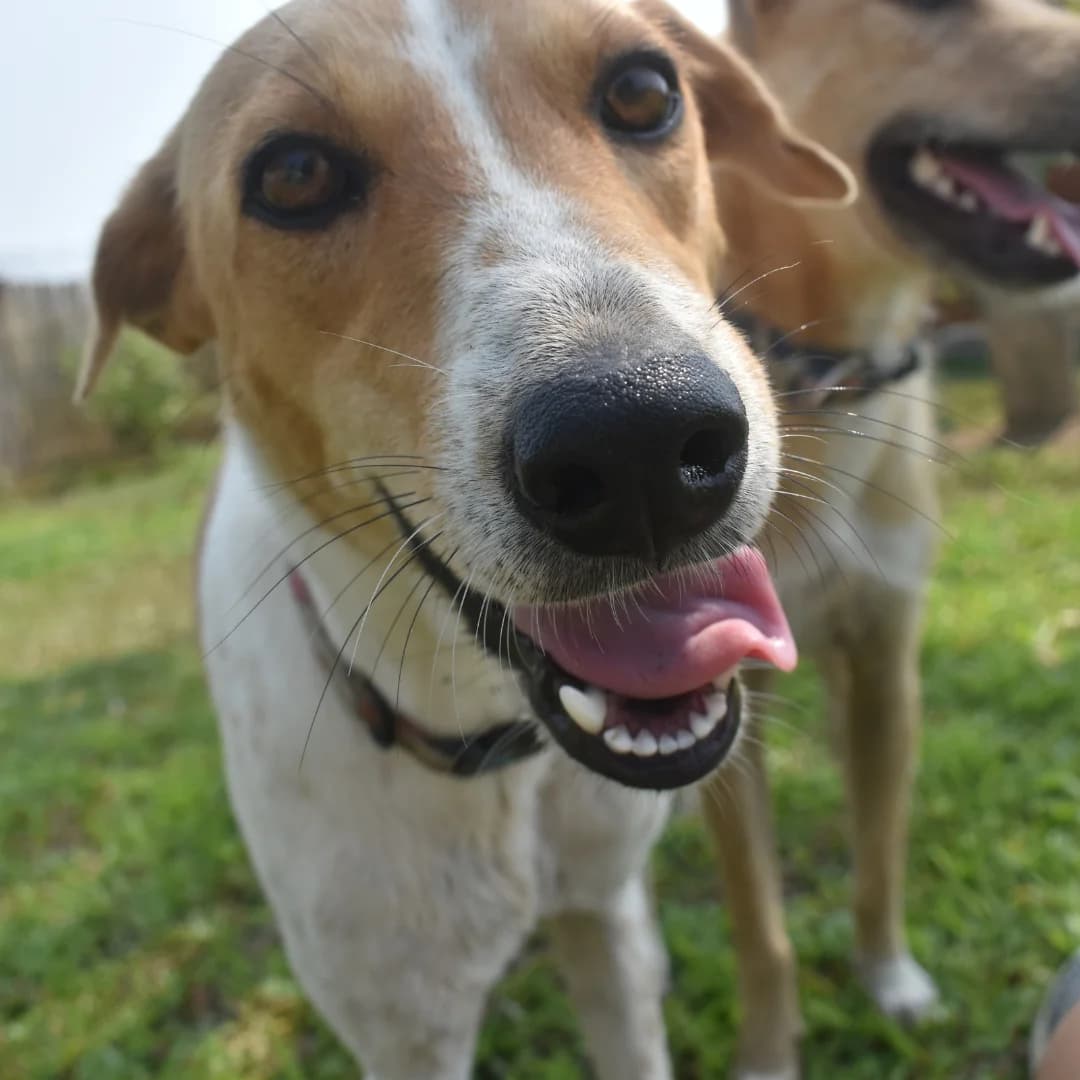 Ayr, female young Mixed Breed for adoption at Baan Maa Dog Rescue
