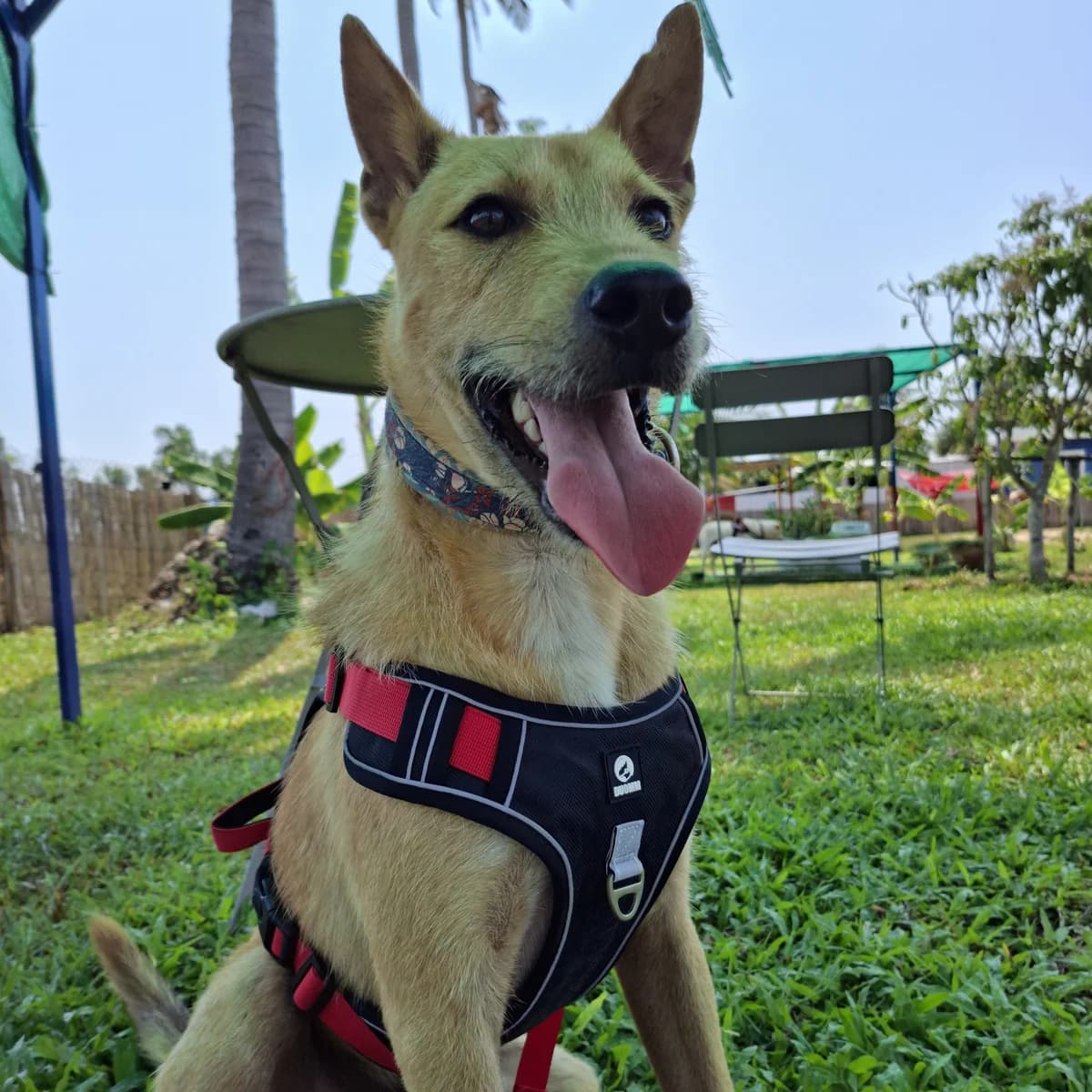 Care Bear, male young Mixed Breed for adoption at Baan Maa Dog Rescue