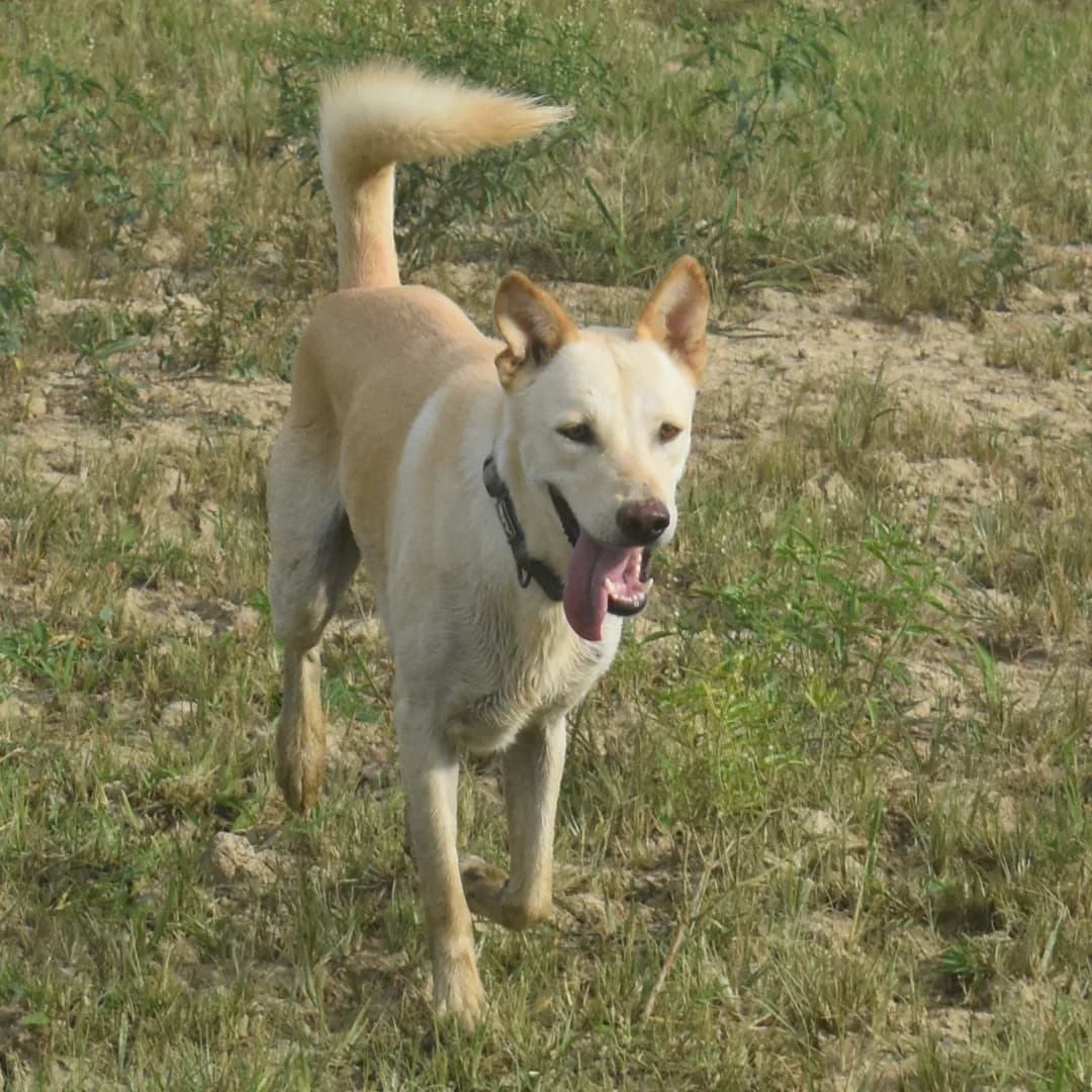 Champ, male Mixed Breed for adoption at Baan Maa Dog Rescue