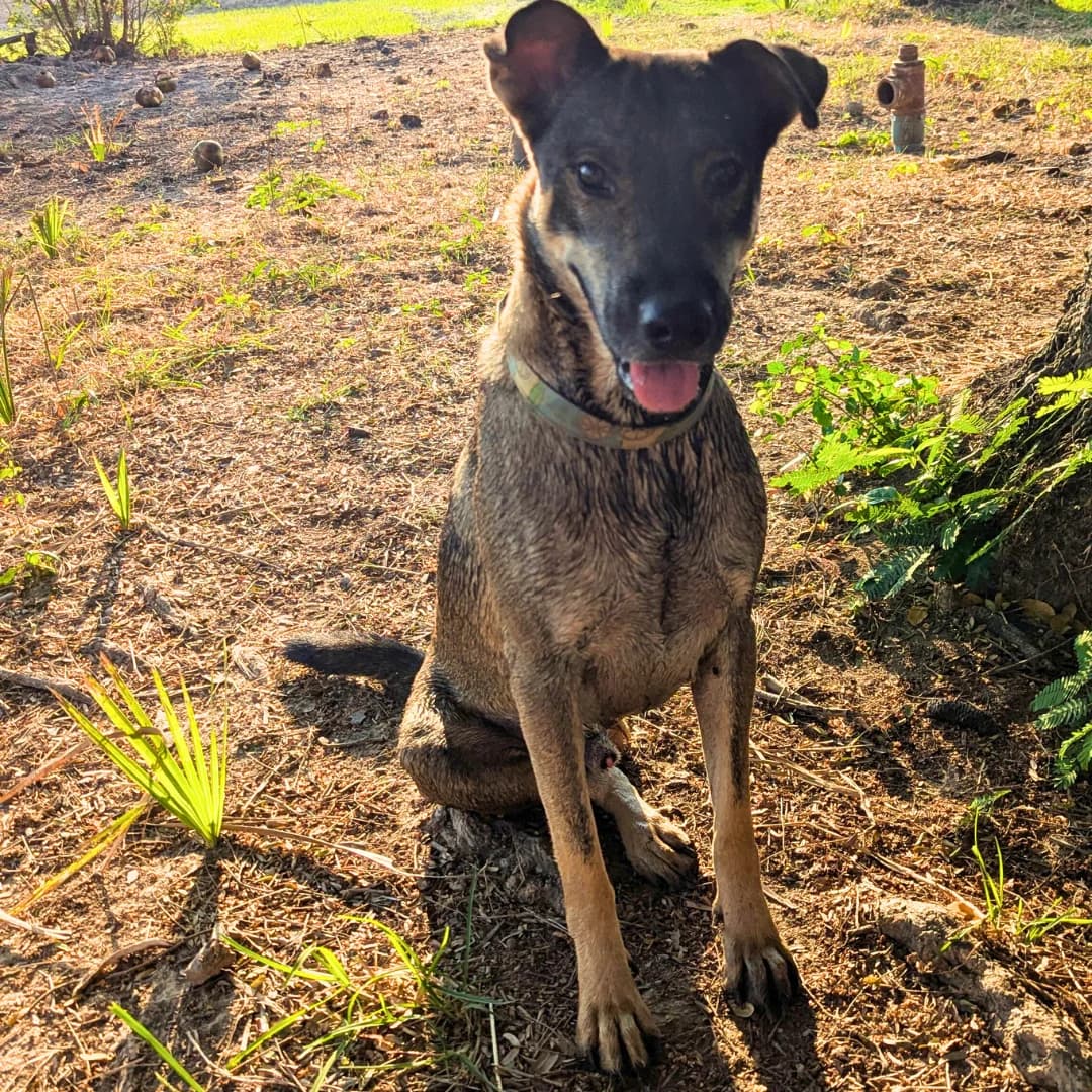 Khao Hom, Mixed Breed (Baan Maa Dog Rescue)