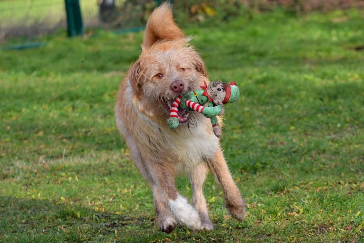 Matty, 5yo Mixed Breed for adoption at BARK (Babworth Animal Rescue Kennels)