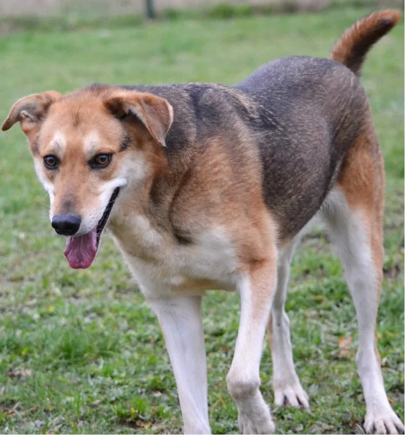 Tim, senior mixed breed for adoption at BARK (Babworth Animal Rescue Kennels)