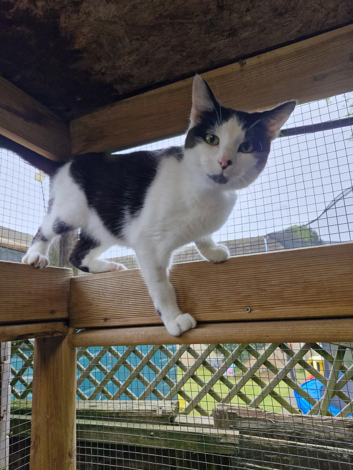 Jack, male Mixed Breed for adoption at BARKS — Banbury Animal Rescue