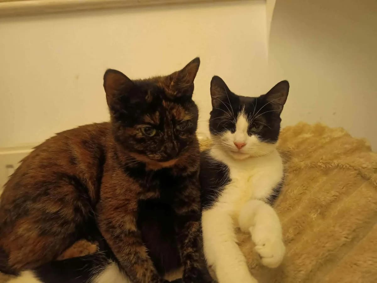 Shelby and Ada, female 4yo Mixed Breed for adoption at BARKS — Banbury Animal Rescue
