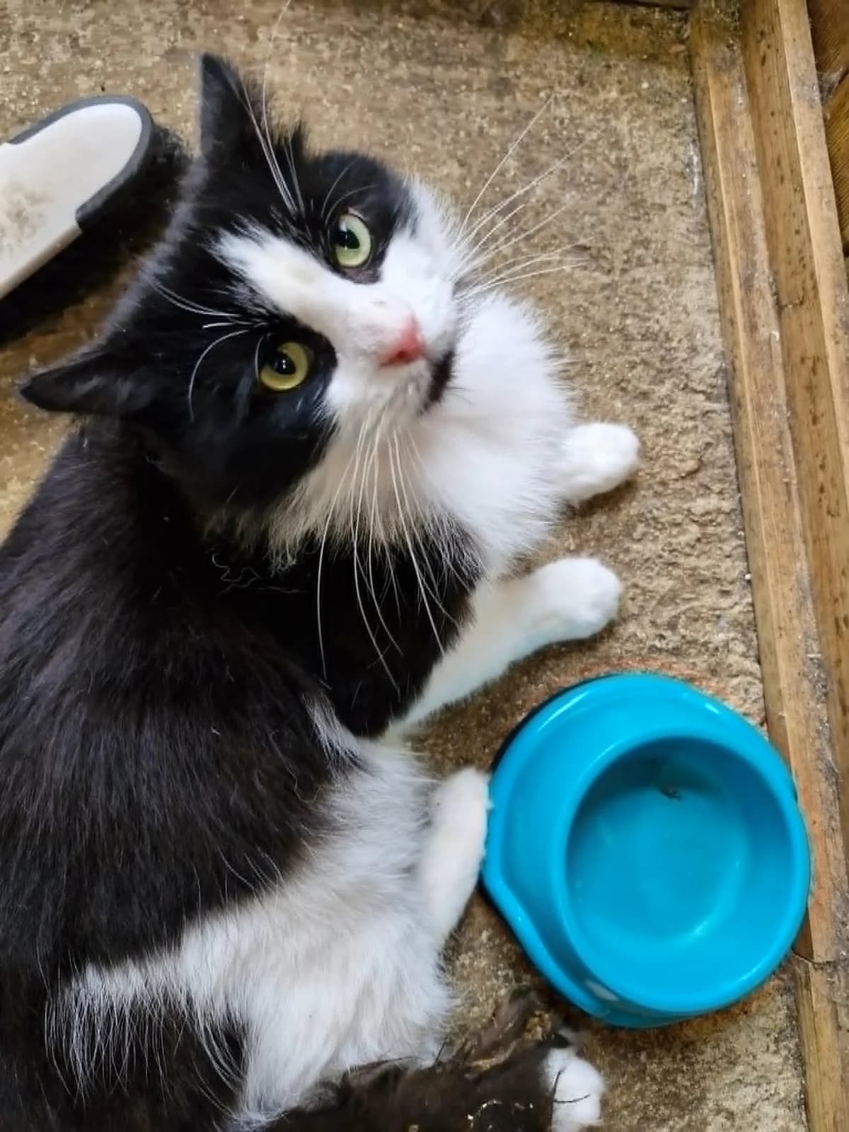 Timmy, male young Mixed Breed for adoption at BARKS — Banbury Animal Rescue