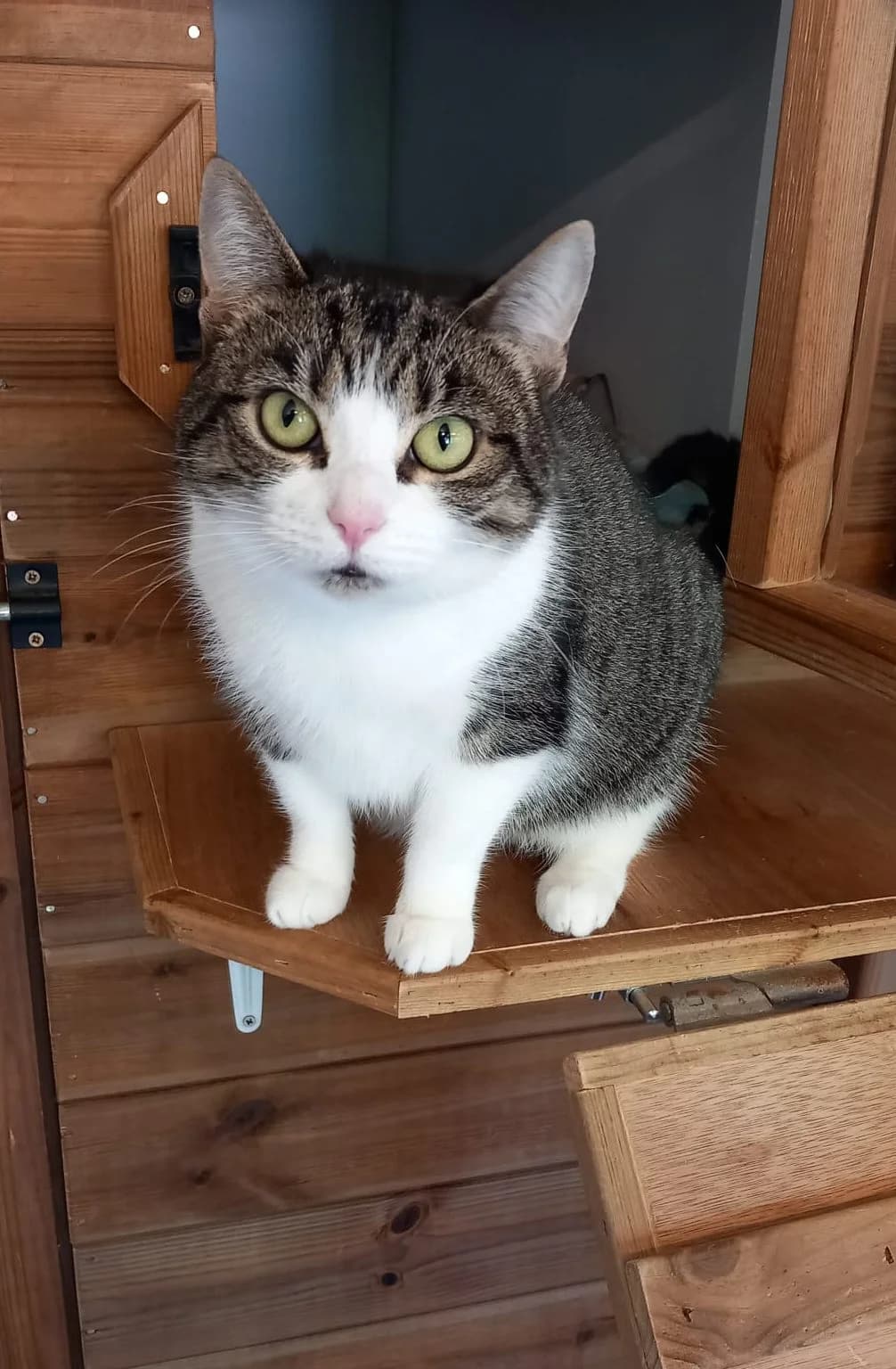 Gem, female Mixed Breed for adoption at Barnsley and District Animal Rescue Charity