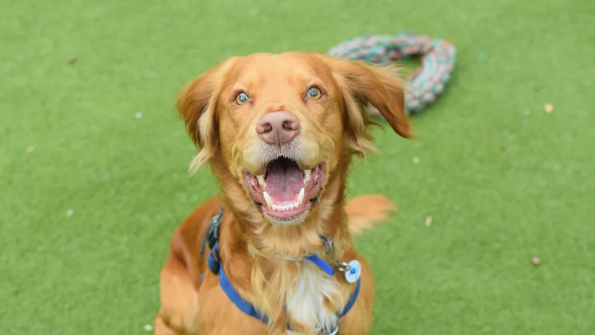 Albie,  (Battersea Dogs & Cats Home)
