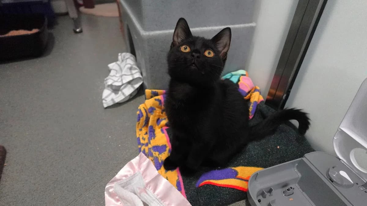 Albie (and Moomin), male puppy mixed breed for adoption at Battersea Dogs & Cats Home, London