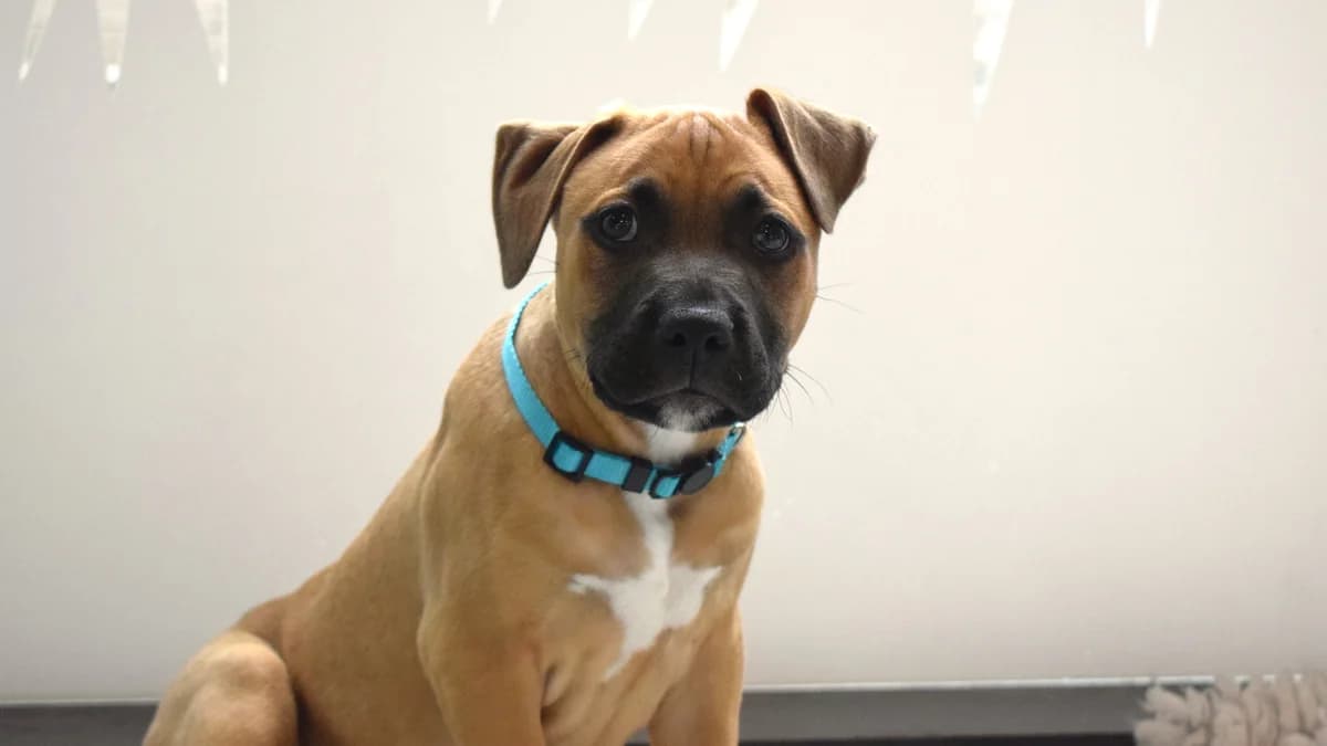 Alex, male puppy Mixed Breed for adoption at Battersea Dogs & Cats Home, London