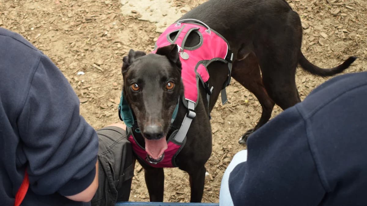 Alfie, male 4yo Greyhound for adoption at Battersea Dogs & Cats Home, London